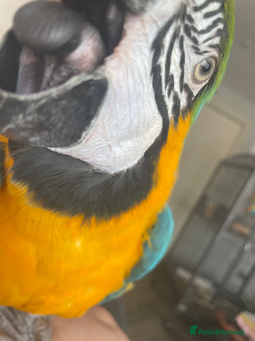 Macaws birds for sale: Parrot - Image 2