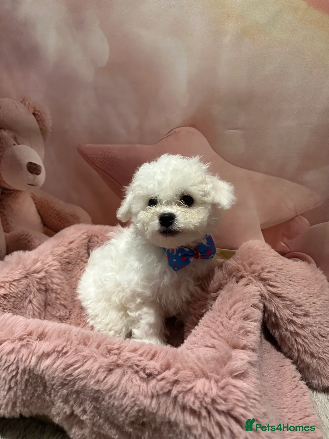 Bichon Frise dogs for sale: Pure Pedigree Champion Bloodline Bichon Frise  - Advert 6