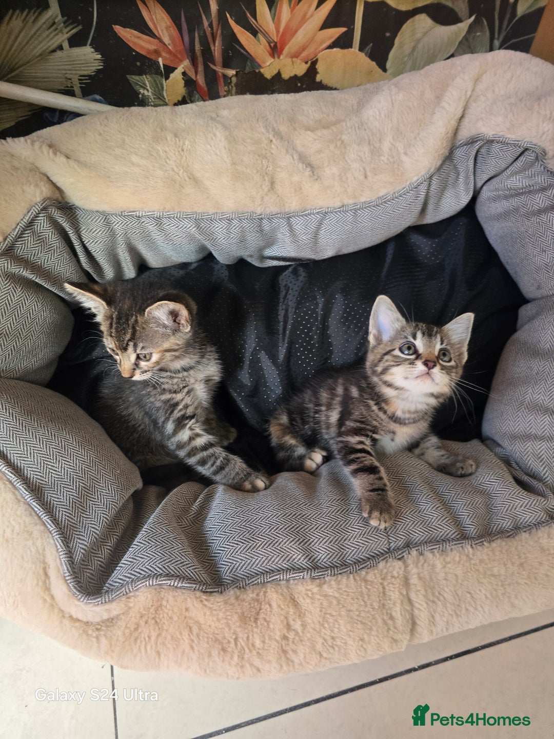 Bengal cats for sale: Adorable kittens mixed Bengal  - Image 4