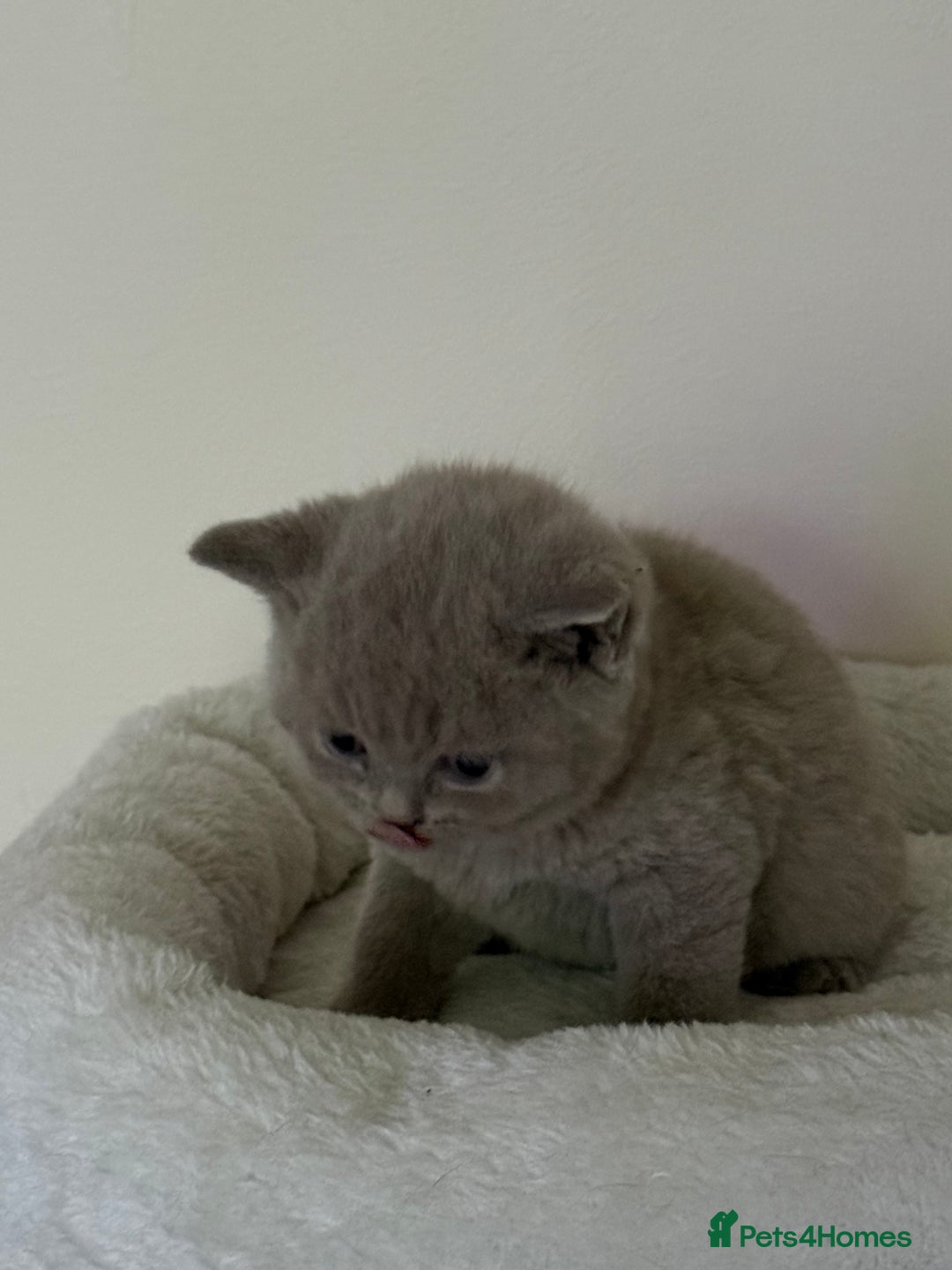 British Shorthair cats for sale: british shorthair kittens  - Advert 14