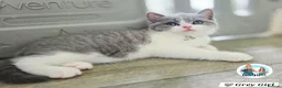 British Shorthair cats for sale: 5 Beautiful British short hair kittens available  - Advert 22