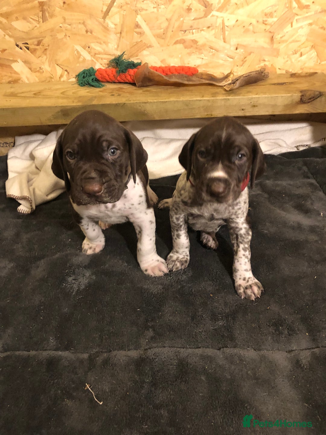 German Shorthaired Pointer dogs for sale: ALL RESERVED  - Advert 36