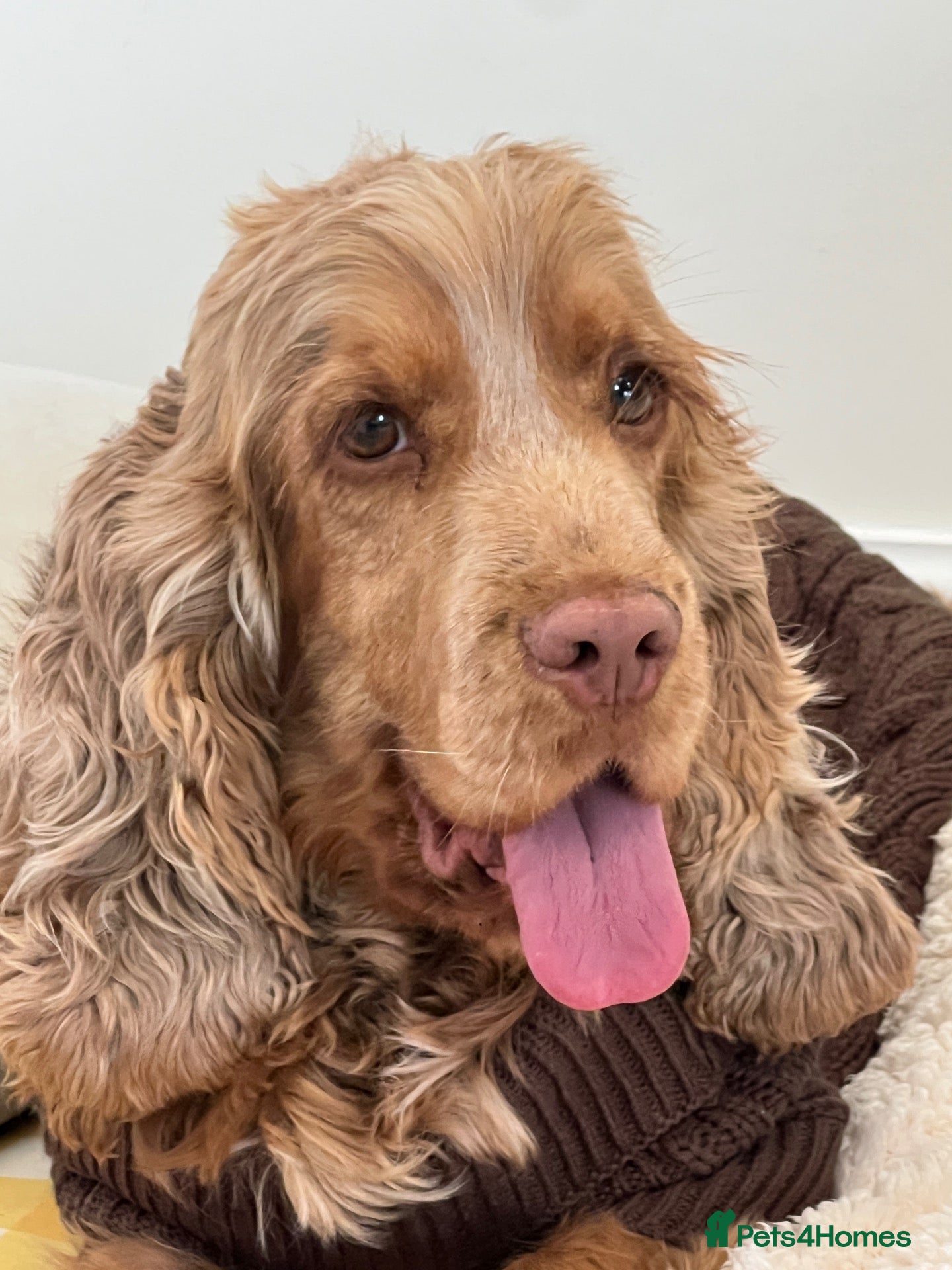 Cocker Spaniel dogs Cocker Spaniel 3 years old - Mowgli - Advert 1