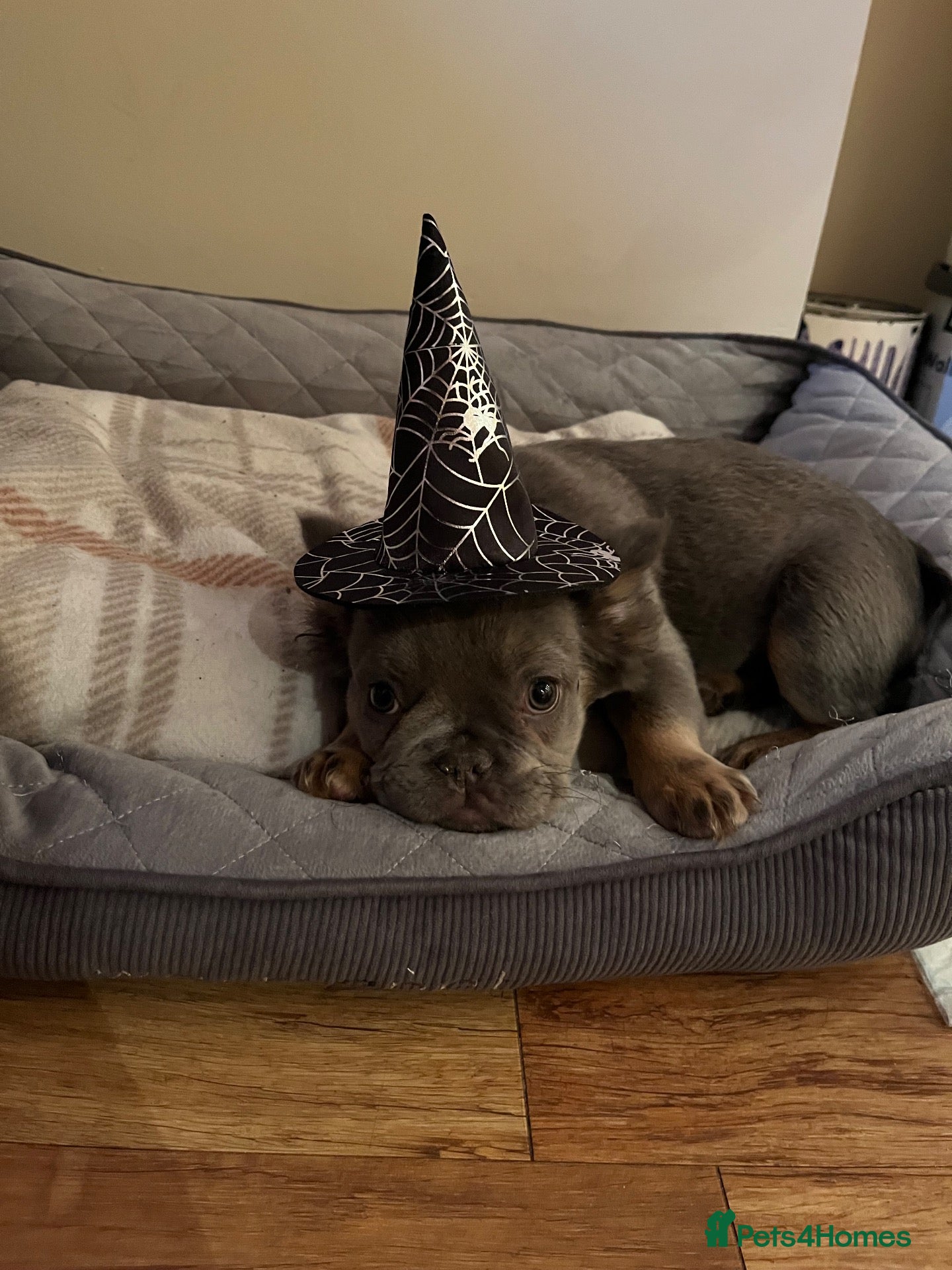 French Bulldog dogs Full fluffy French bulldogs litter🐾🐶 - Advert 3