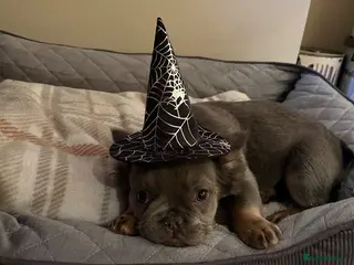 French Bulldog dogs Full fluffy French bulldogs litter🐾🐶 - Advert 3