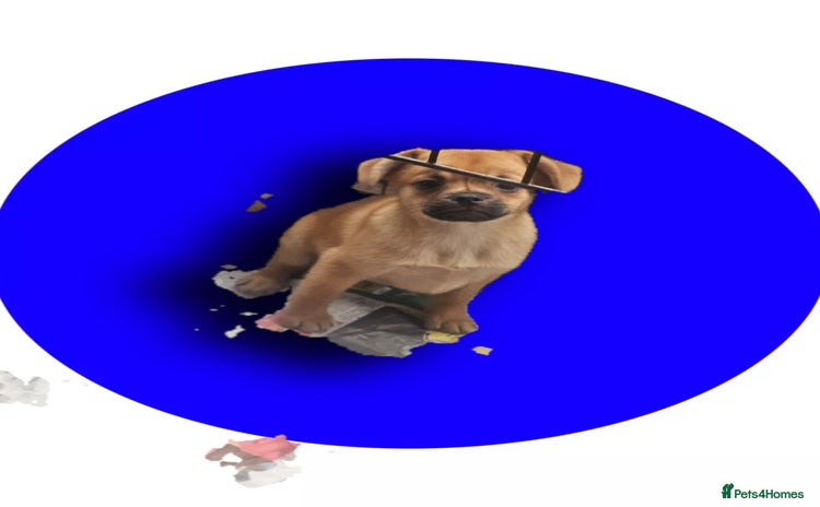 French Bulldog dogs ❤️⭐️  Adorable Frenchie poms ❤️⭐️ - Advert 12