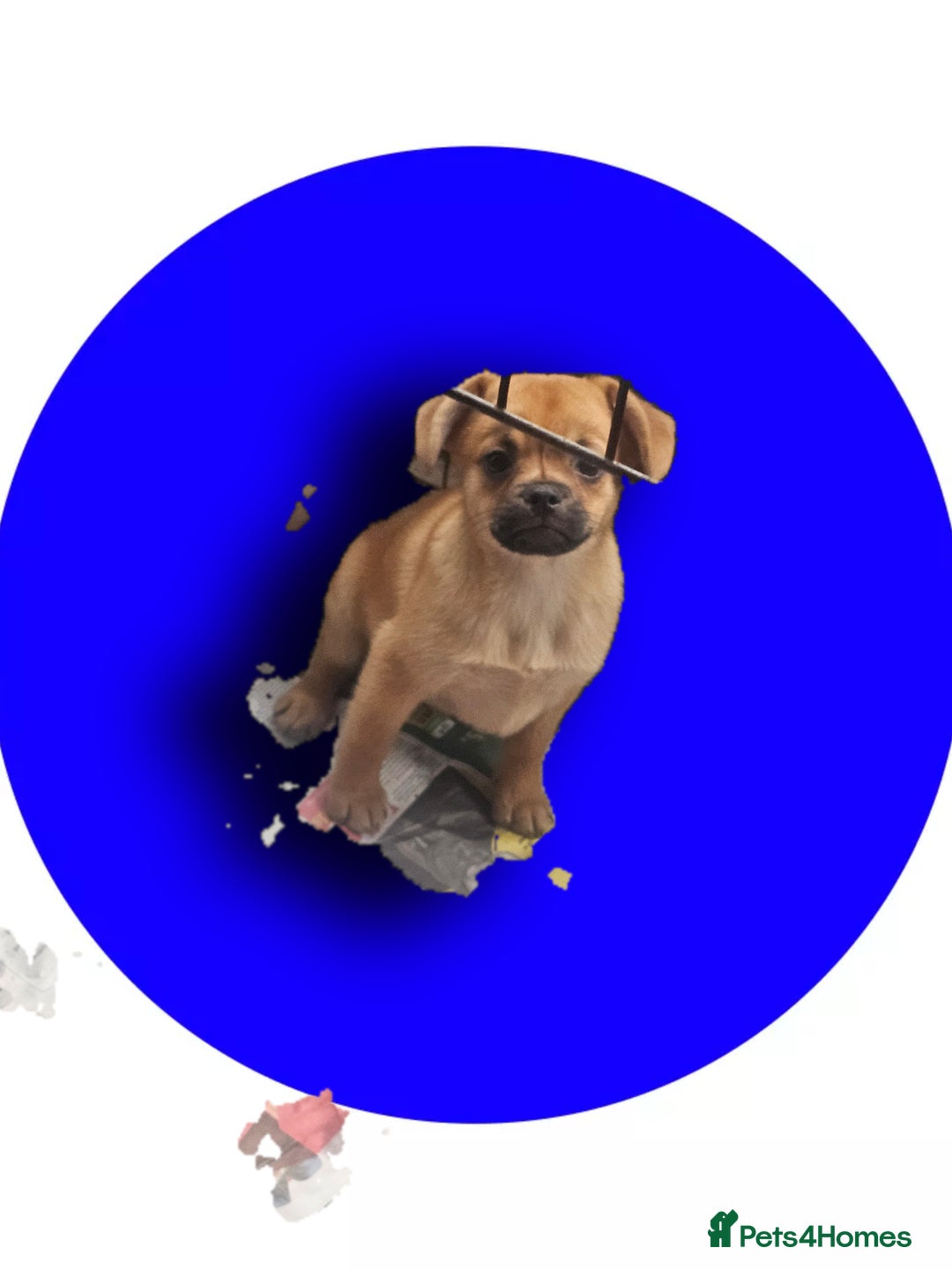 French Bulldog dogs for sale: ❤️⭐️  Adorable Frenchie poms ❤️⭐️ ONLY 3 LEFT ⭐️ - Advert 17