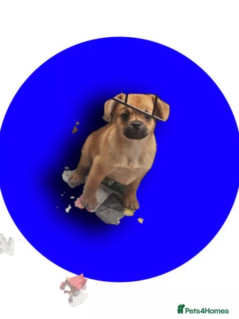 French Bulldog dogs ❤️⭐️ Adorable Frenchie poms ❤️⭐️ - Advert 12