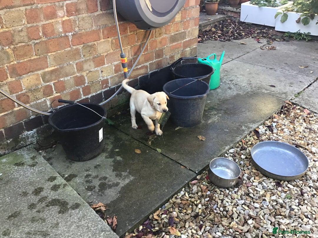 Labrador Retriever dogs for sale: Field Trial Bred Labrador Dog Puppies - Image 5