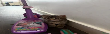 Domestic Shorthair 1
