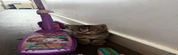 Domestic Shorthair cats for sale: Fur babies - Advert 2