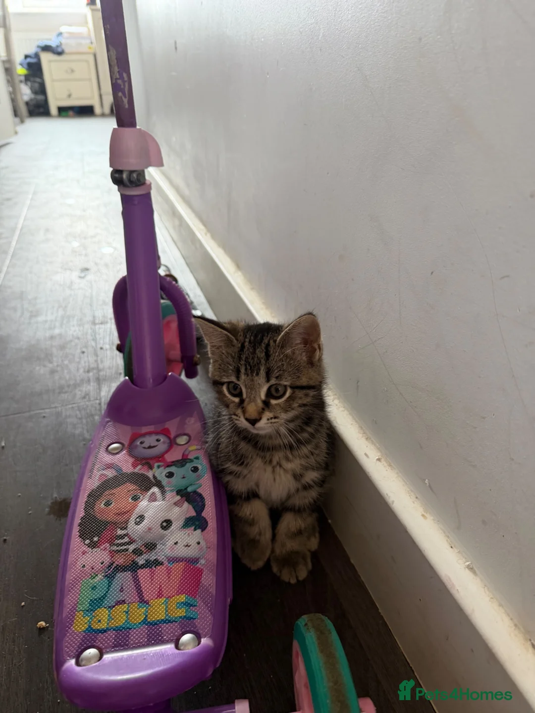 Domestic Shorthair cats for sale: Fur babies - Advert 2