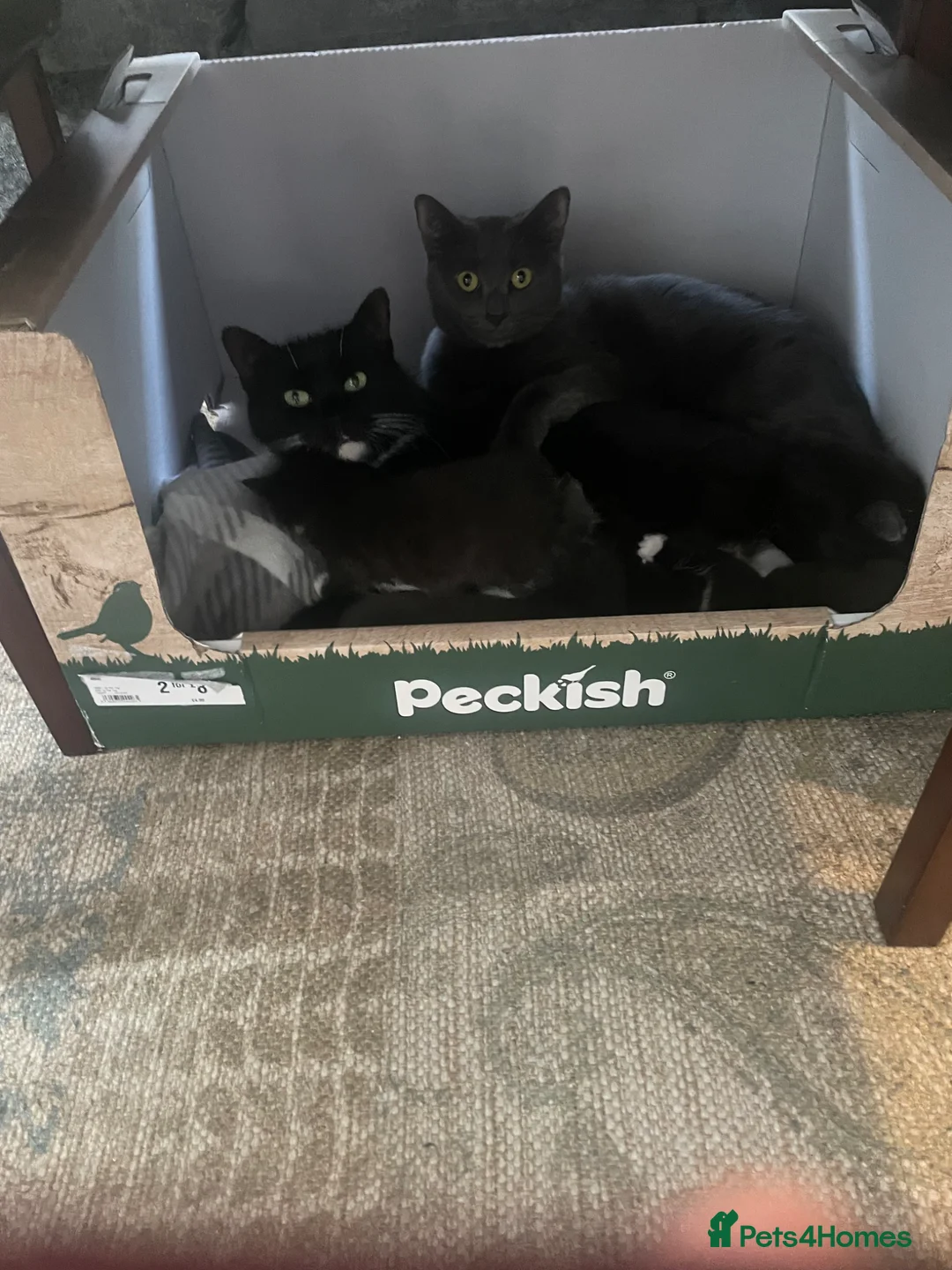 Mixed Breed cats for sale: 3 kittens for sale in Evesham - Advert 8