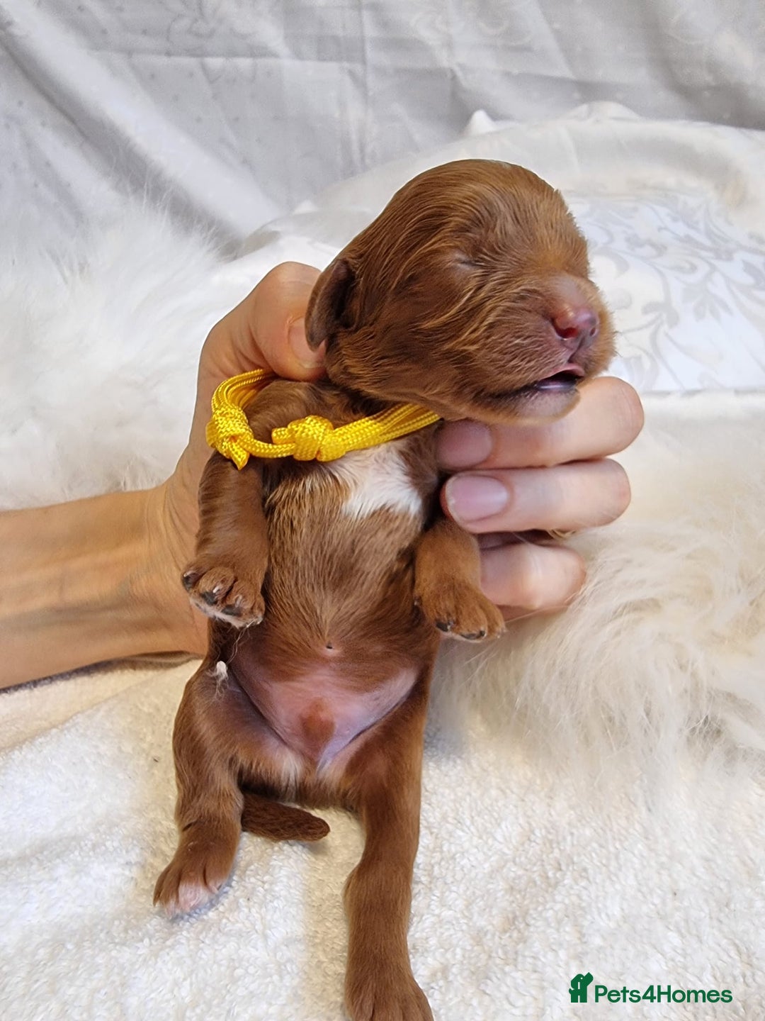 Cavapoo dogs for sale: Stunning F1 Cavapoo puppies, DNA tested parents  - Image 11