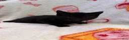 Domestic Shorthair cats for sale: 2 Beautiful Kittens Looking For Forever Home - Advert 21