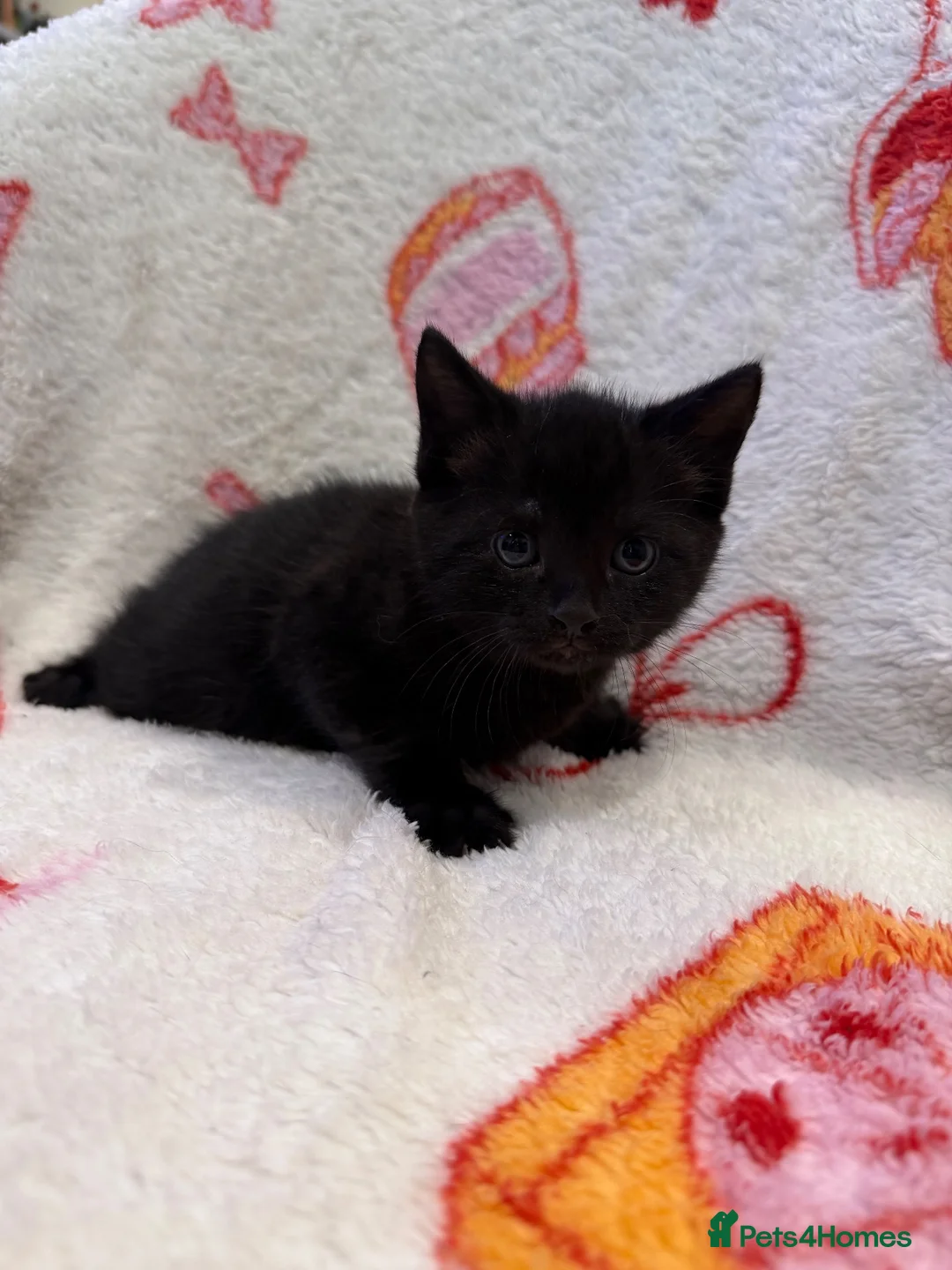 Domestic Shorthair cats for sale: 2 Beautiful Kittens Looking For Forever Home - Advert 21