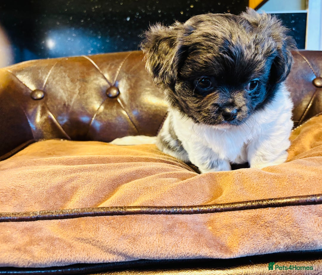 Chihuahua dogs for sale: Handsome long coat tiny chihuahua boy puppies  - Advert 18