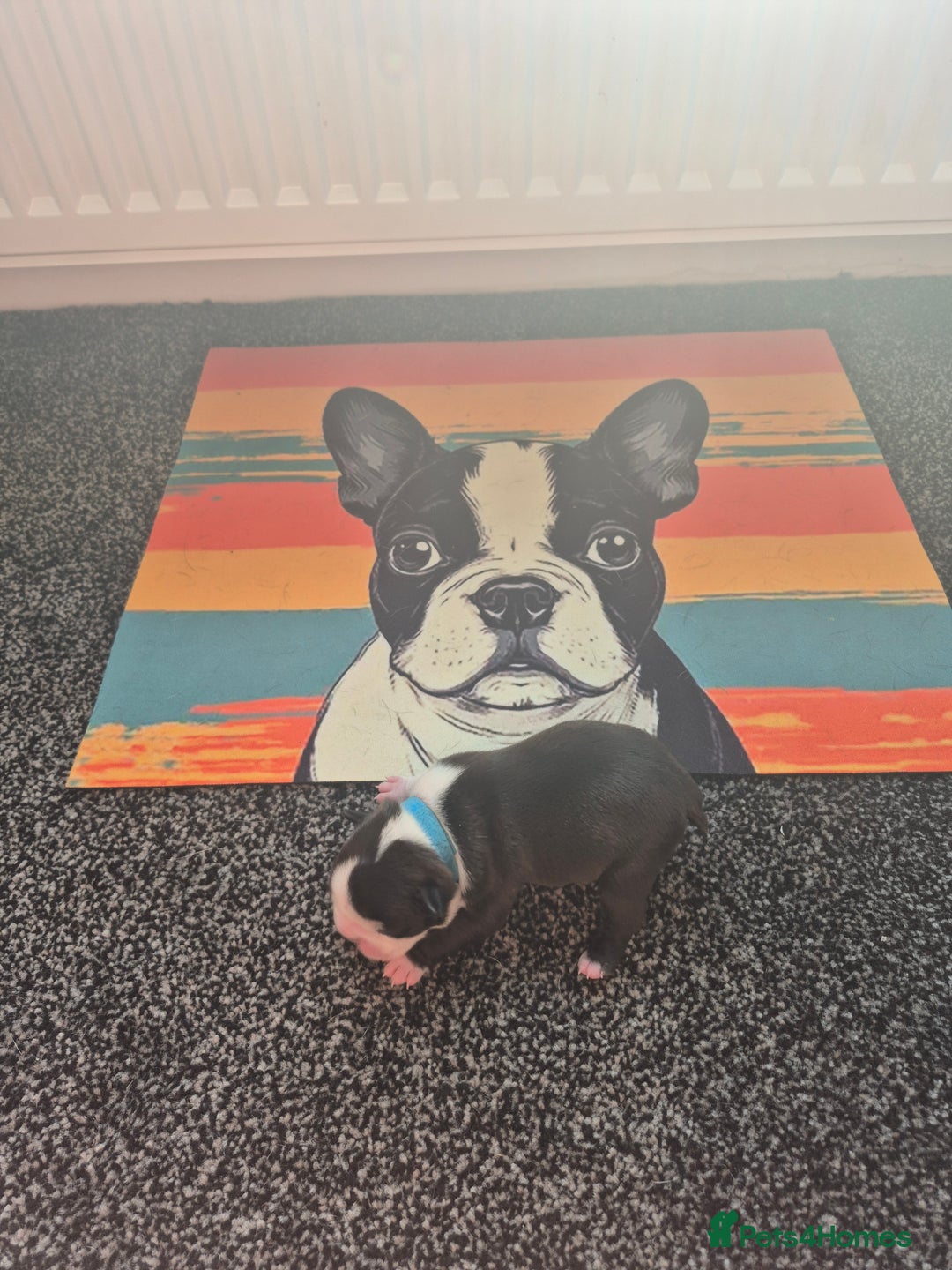 Boston Terrier dogs for sale: Stunning true to type wildax litter - Image 9