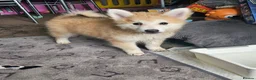 Pomsky dogs for sale: F3 Pomsky Puppies MUST GO - Advert 37