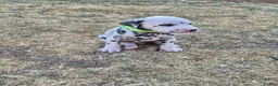 Dalmatian dogs for sale: Litter of pure Dalmatian puppies - Advert 30