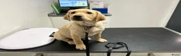 Labrador Retriever dogs for sale: 💛CHUNKY YELLOW LABS DUE 11TH SEPT💛 - Advert 10