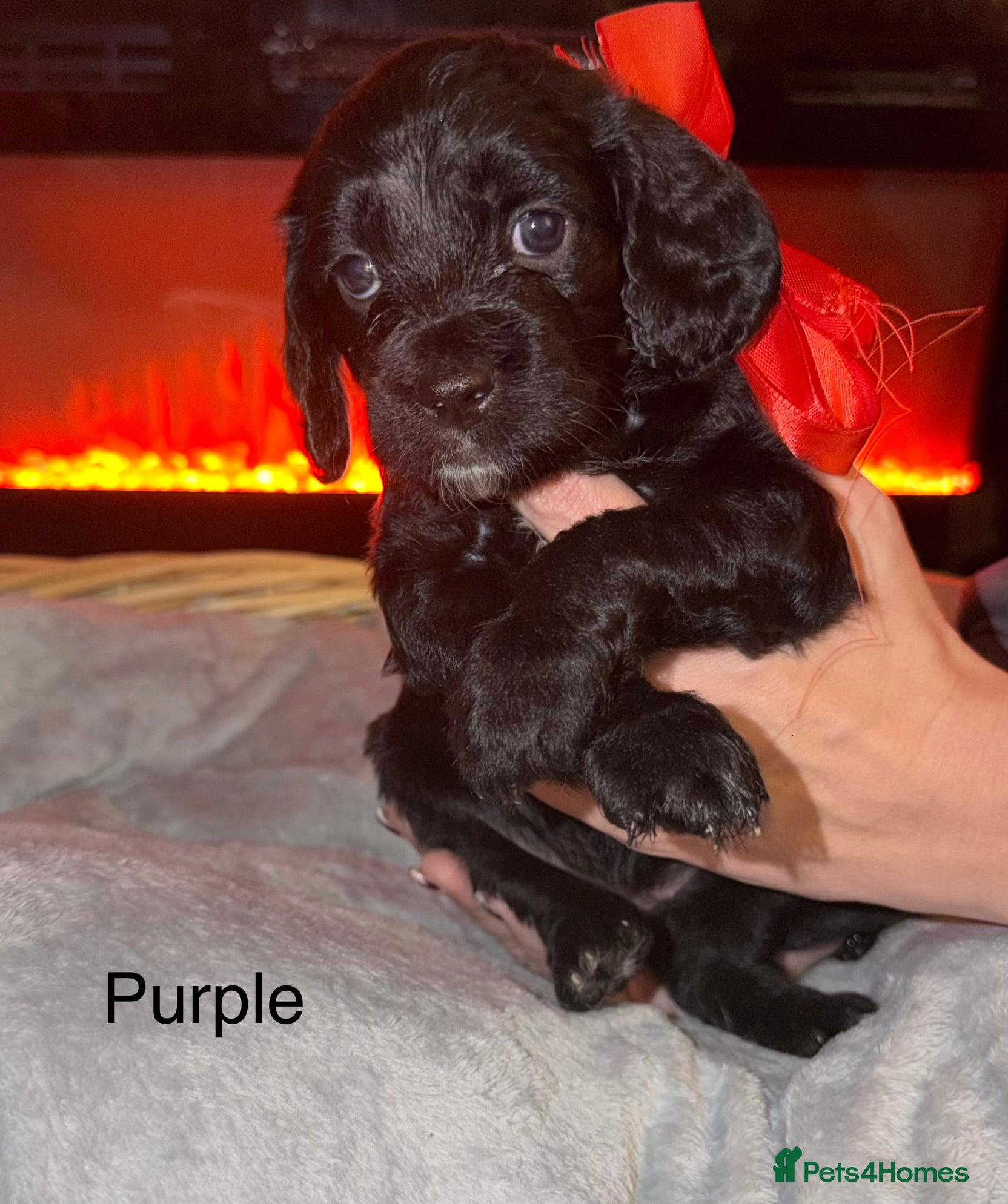 Mixed Breed dogs Beautiful Sproodles for sale - Advert 3