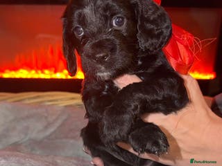 Mixed Breed dogs Beautiful Sproodles for sale - Advert 3