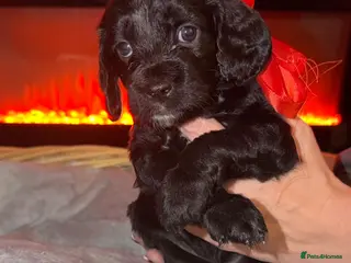 Mixed Breed dogs Beautiful Sproodles for sale - Advert 6