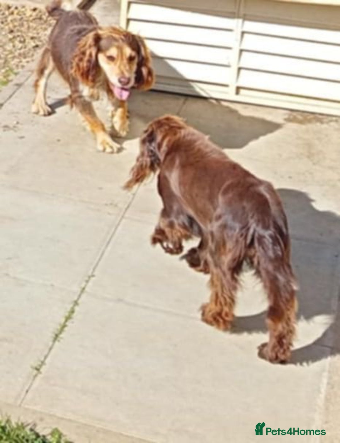 Cocker Spaniel dogs for sale: 7 cocker spaniel puppies - Advert 11