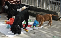 Bocker dogs for sale: Beautiful Bocker Boys - Ready Now - Image 19