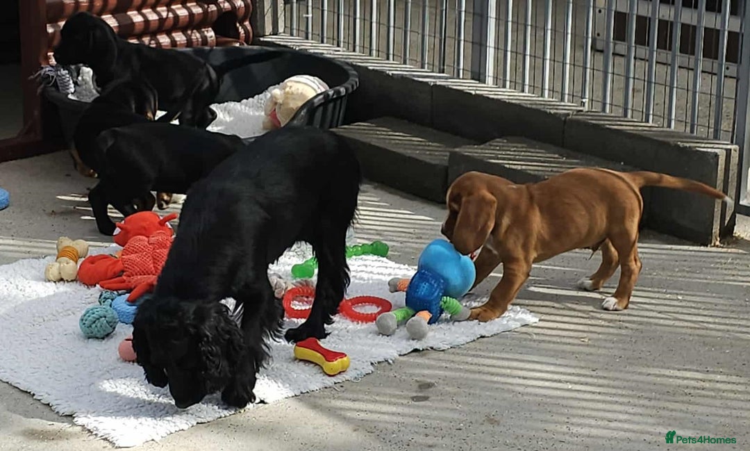 Bocker dogs for sale: Beautiful Bocker Boys - Ready Now - Image 19