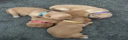 Golden Retriever dogs for sale: Beautiful Home-Reared Golden Retriever Puppies 💛 - Advert 1