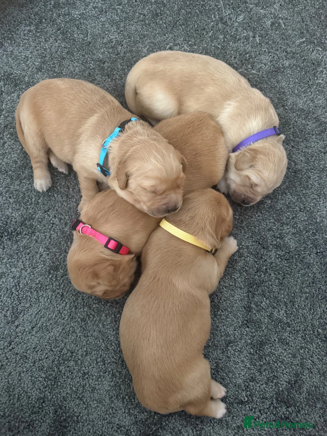 Golden Retriever dogs for sale: Beautiful Home-Reared Golden Retriever Puppies 💛 - Advert 1