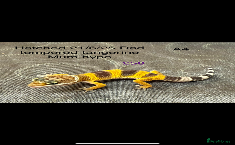 Leopard Gecko reptiles - Advert 2