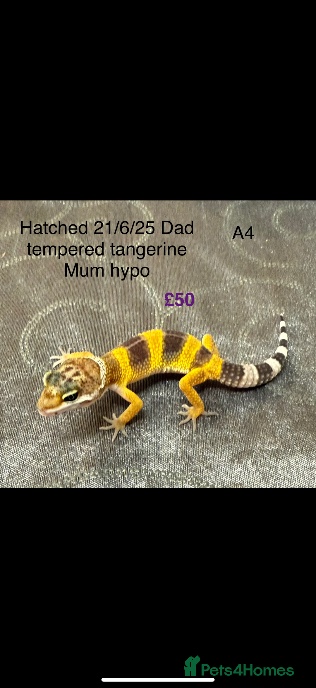 Leopard Gecko reptiles for sale: Baby leopard geckos - Image 1