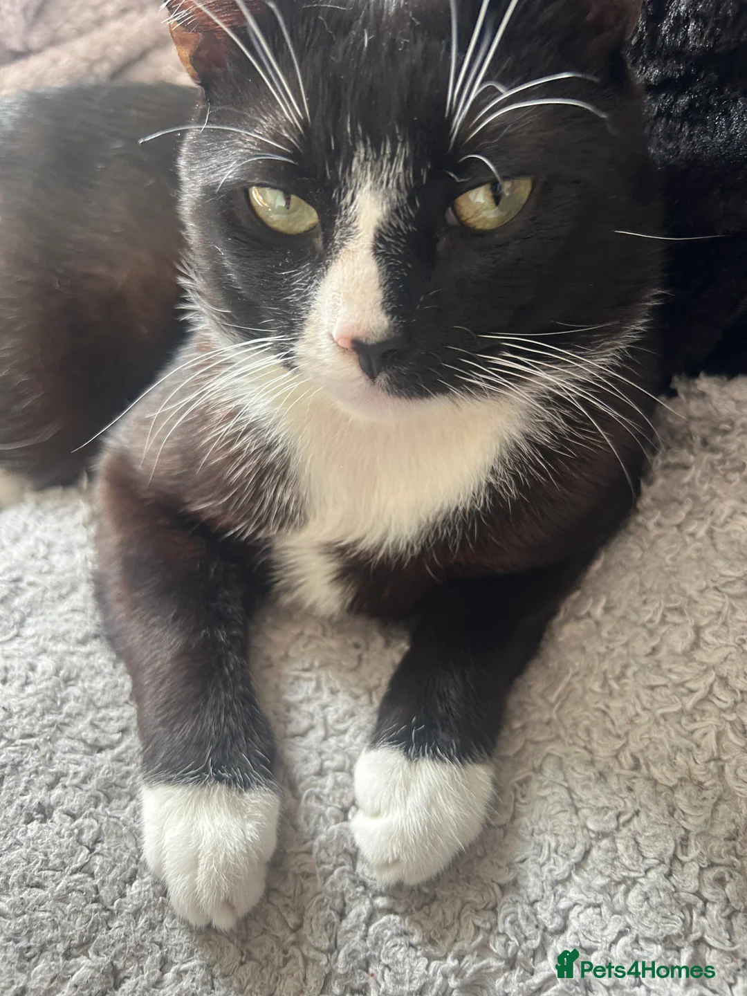 British Shorthair cats for sale: Oreo 2 year old tuxedo male cat  in Leeds - Advert 6