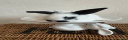 Mixed Breed rabbits for sale: *Ready to leave now* very tame bunnies - Advert 4