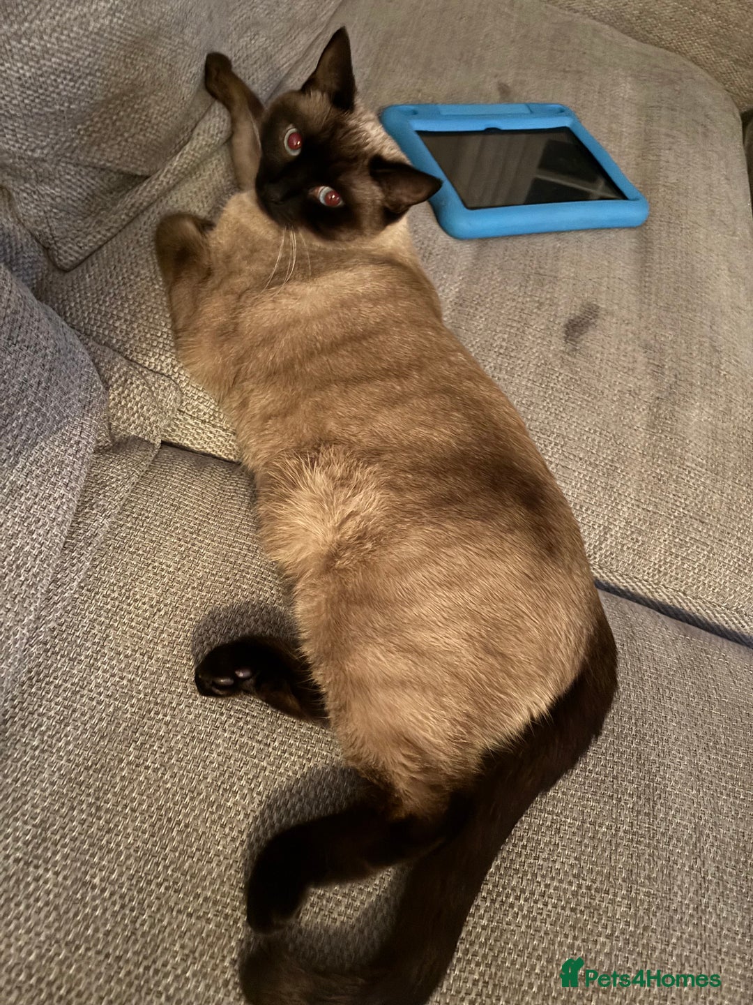 Siamese cats for sale: Ragdoll / Siamese Cat - Advert 4