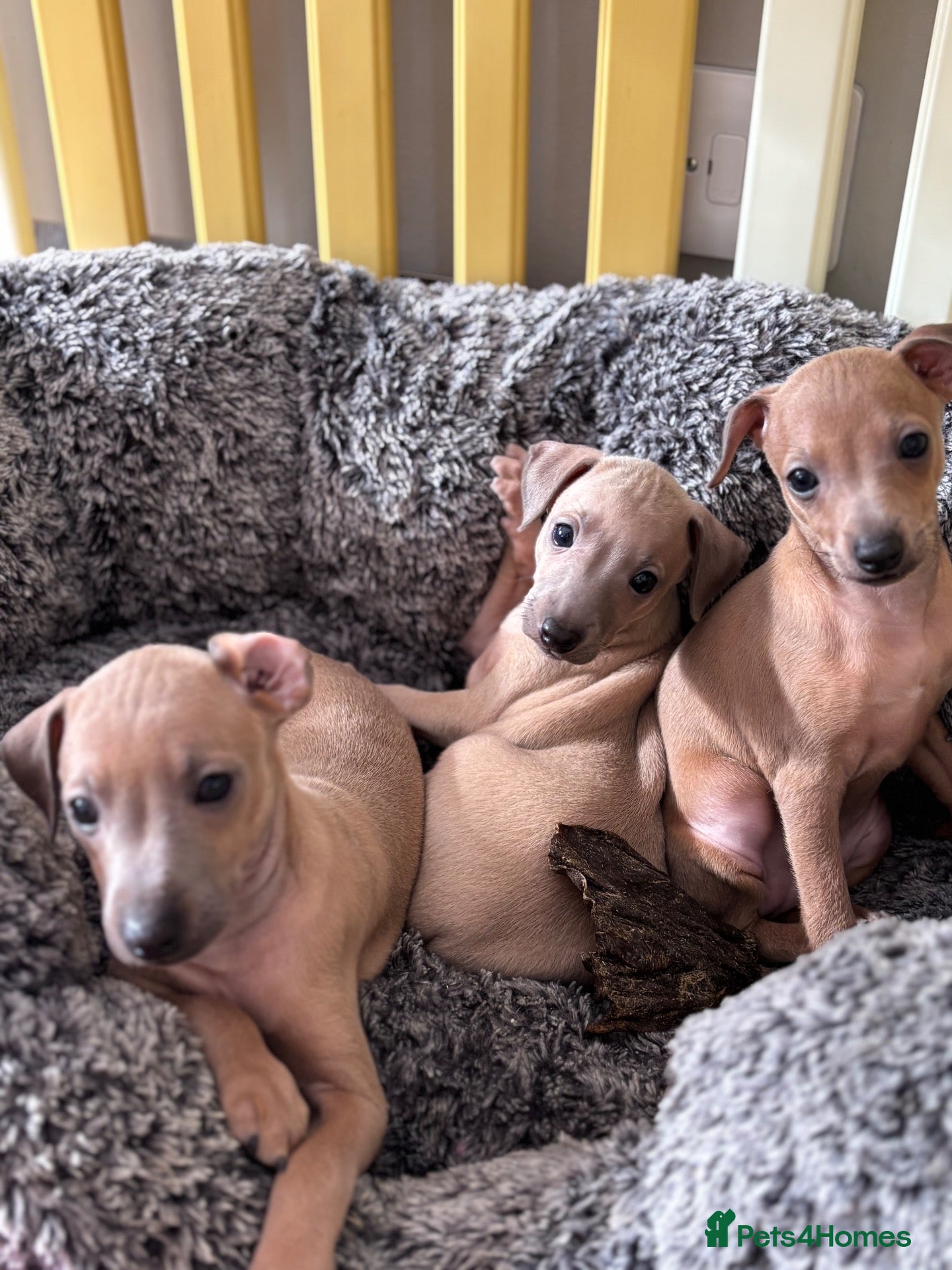 Italian Greyhound dogs Kc Italian fawn boys  - Advert 2