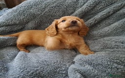 Miniature Dachshund dogs for sale: 3 Cute Longhaired Mini Dachshunds Pedigree - Image 22
