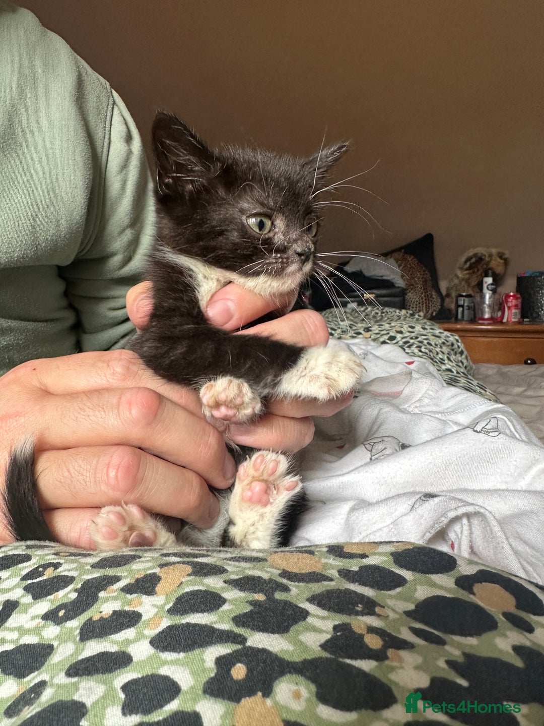 Mixed Breed cats for sale: Beautiful little boys - Image 5