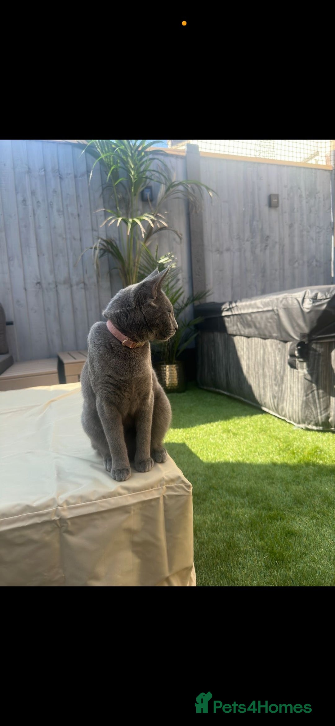 Mixed Breed cats for sale: British blue cross Russian blue  - Advert 7
