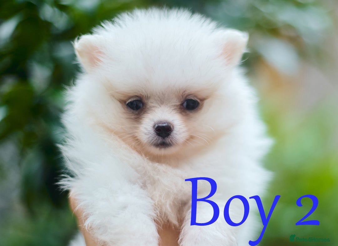 Pomeranian dogs for sale: KC Pomeranian puppies (Korean lines) - Image 23