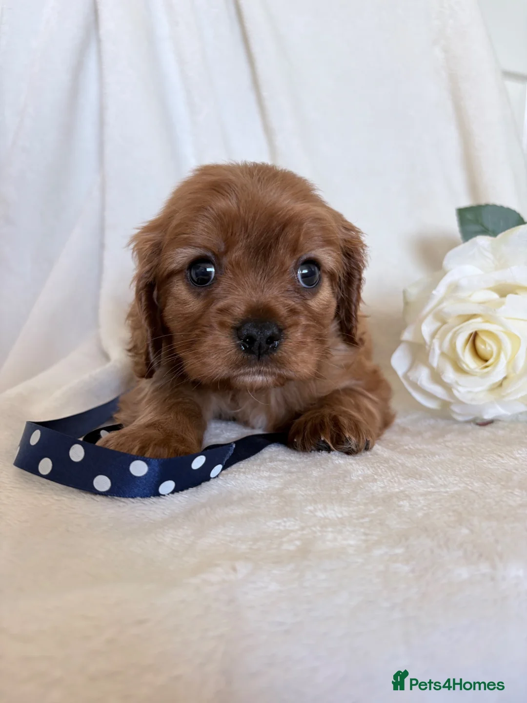 Cavalier King Charles Spaniel dogs for sale: Beautiful Cavalier King Charles puppies - Advert 2