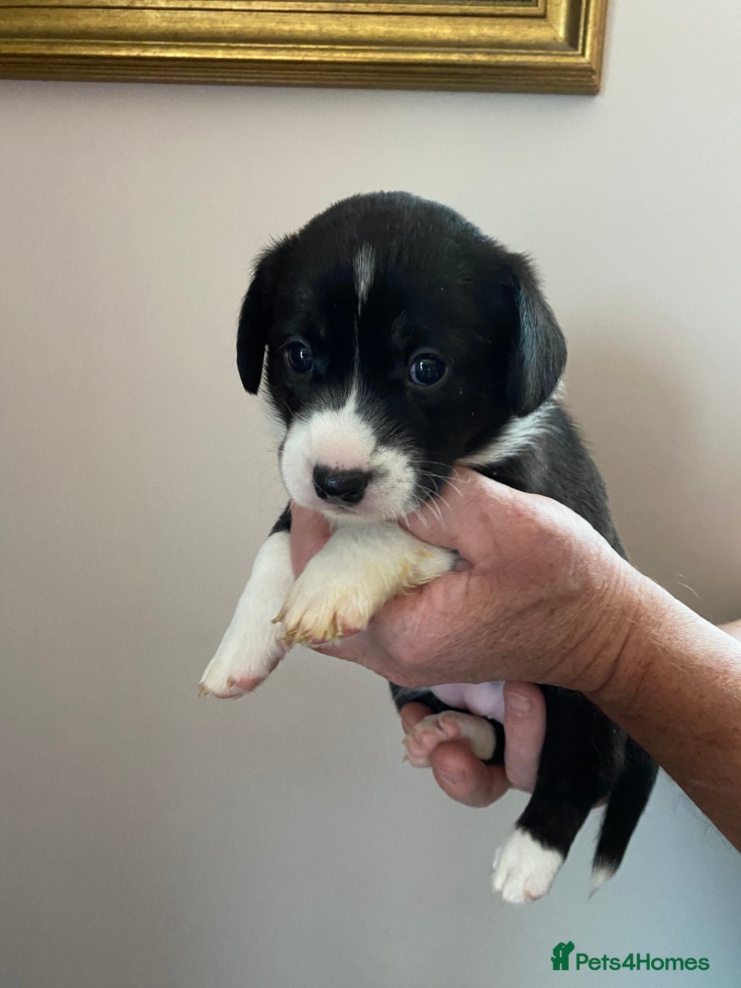 Welsh Corgi Cardigan dogs for sale: WELSH CARDIGAN CORGI BABIES - Advert 3