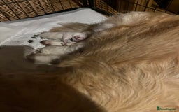 Golden Retriever dogs for sale: Golden retriever pups - Image 4