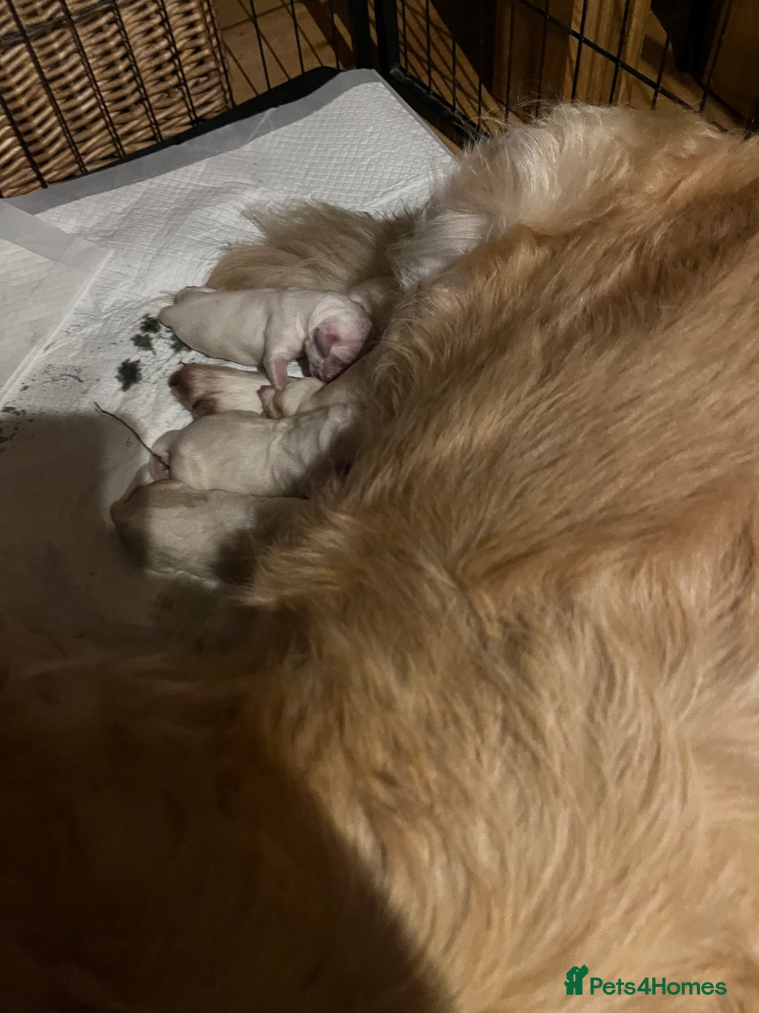 Golden Retriever dogs for sale: Golden retriever pups - Image 4