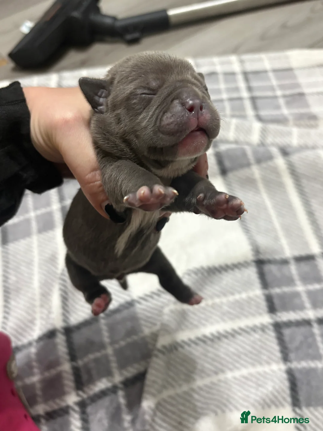 American Bully dogs for sale: Pocket bully’s  in Cradley Heath - Advert 20