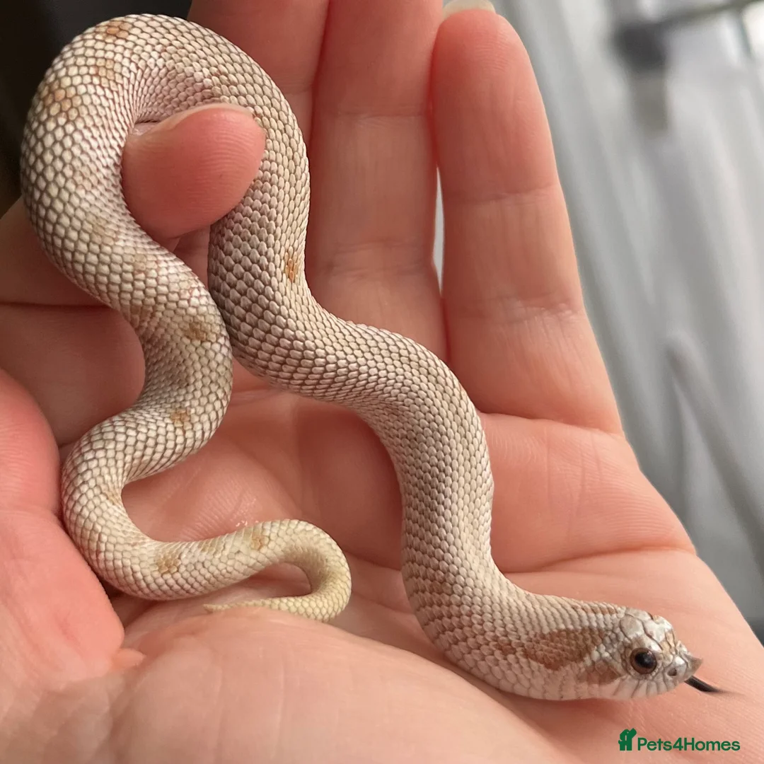 Snake reptiles for sale: Various 2024/2025 Western Hognoses - Advert 3
