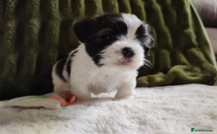Lhasa Apso dogs - Advert 1